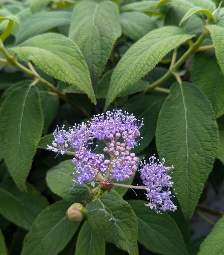 Hydrangea involucrata 