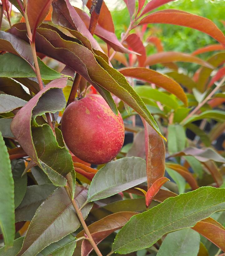 Prunus 'Spice Zee'