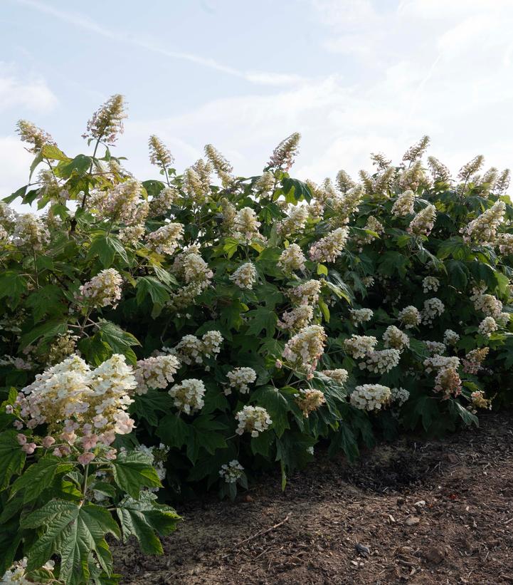 Hydrangea quercifolia Autumn Reprise™