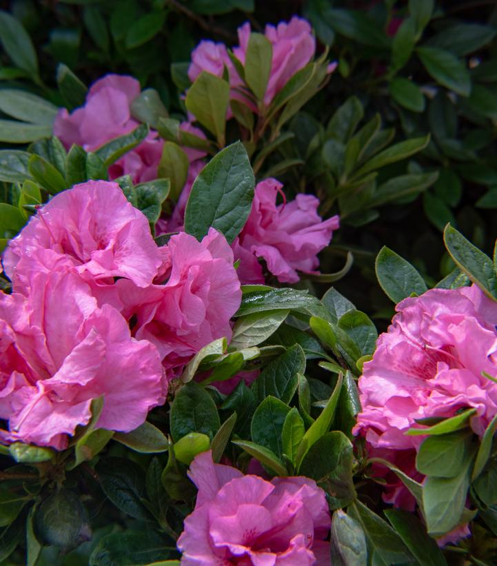 Azalea Ever After™ Pink