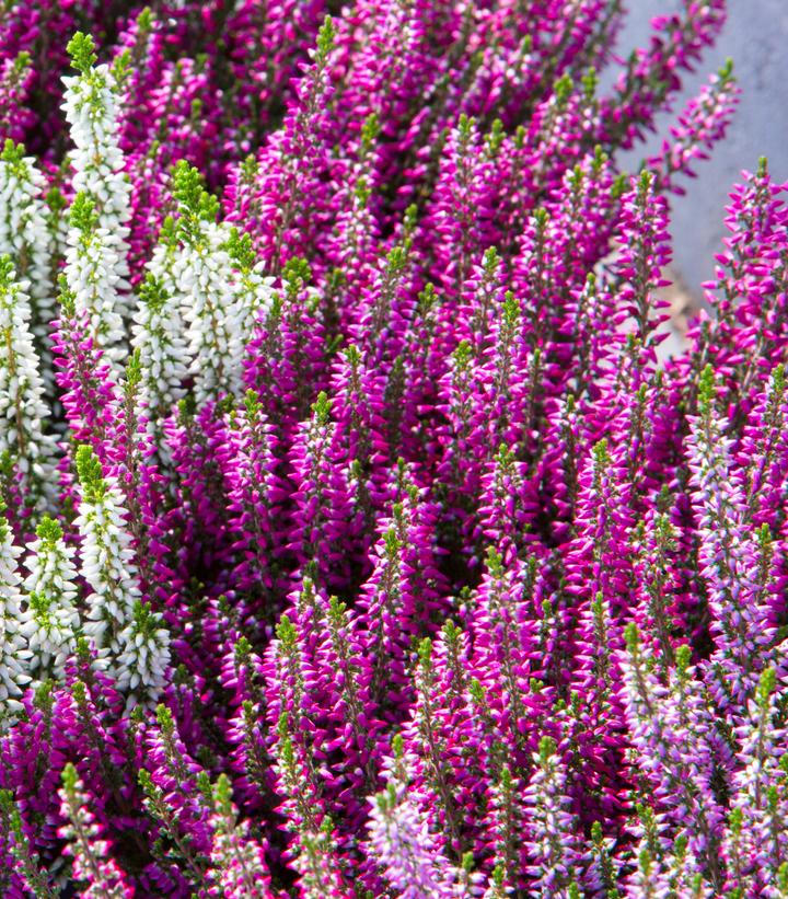 Calluna vulgaris Beauty Ladies® Lynn