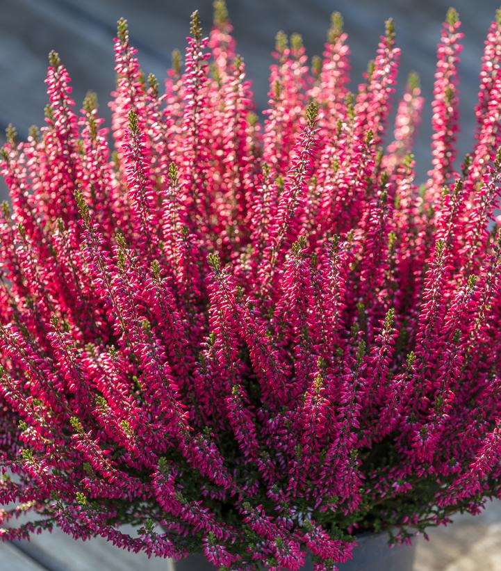 Calluna vulgaris Beauty Ladies® Scarlet