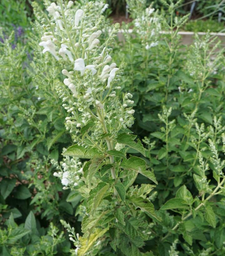 Scutellaria incana 'Prairie Snow'