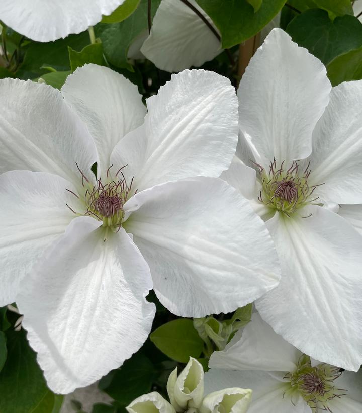 Clematis Guernsey Flute™