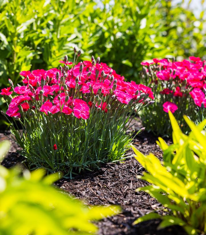 Dianthus gratianopolitanus Glamour Time™