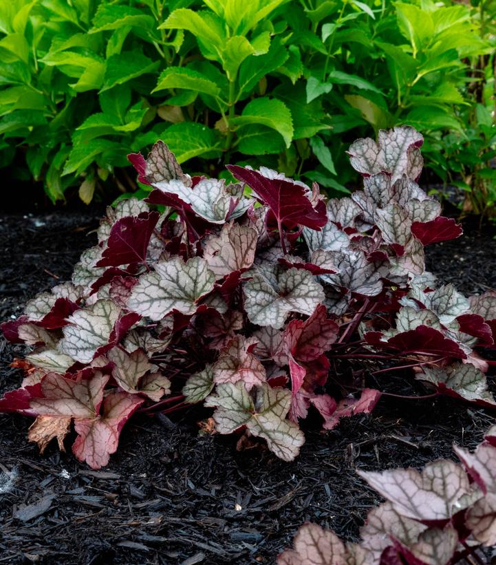Heuchera Spice Curls™