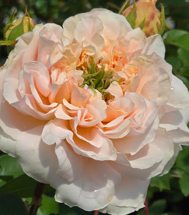 Rosa Evelyn®
