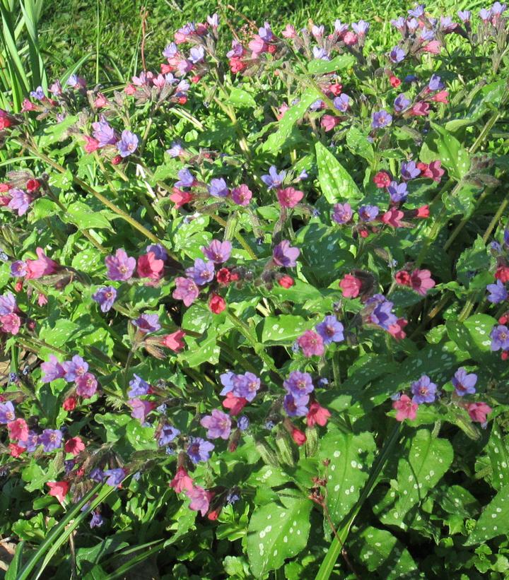 Pulmonaria 'Celebration'