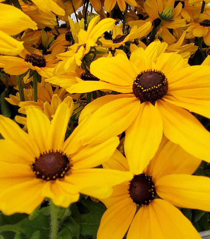 Rudbeckia hirta Sunspot Gold