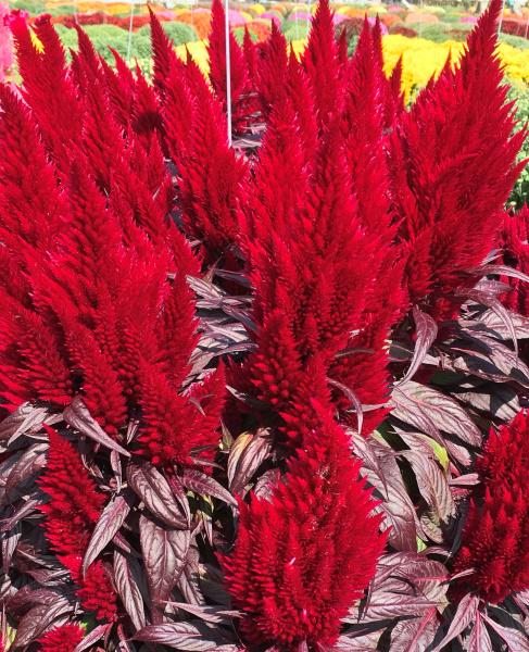 Celosia 'Floriosa Red Dark Leaf'