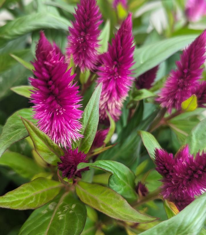 Celosia 