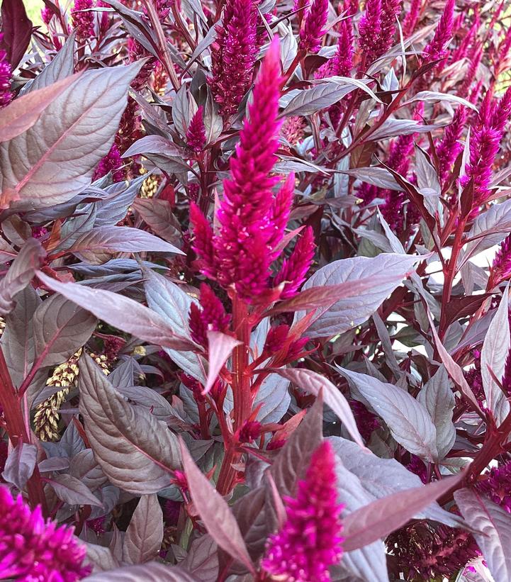 Celosia 'Kelos Fire Purple'