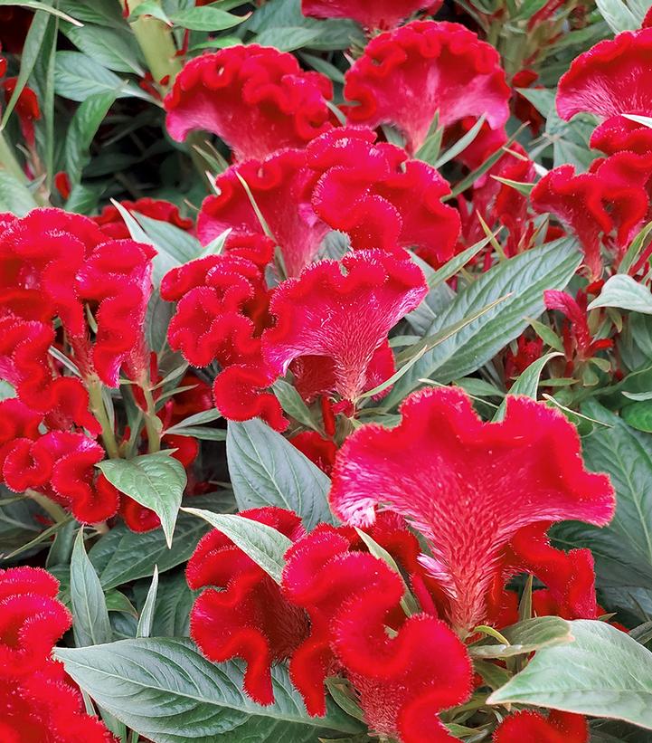 Celosia `Twisted red currant`