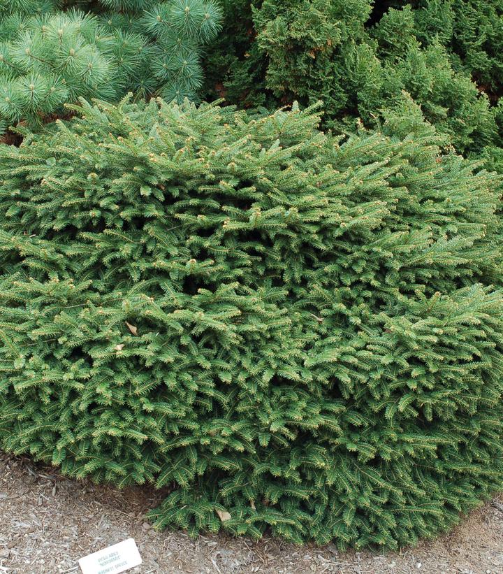 Picea abies 'Nidiformis' Birds Nest Spruce from Dietrich Gardens