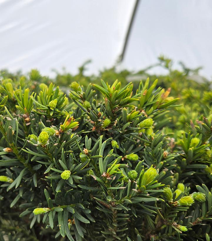 Taxus × media 'Everlow'