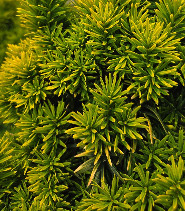 Taxus baccata 'Standishii'