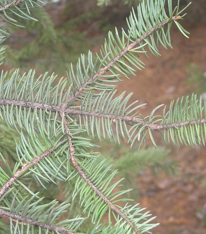 Picea meyeri 