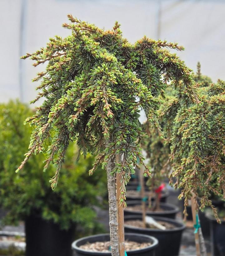 Cedrus atlantica glauca 'Lil' Linda'