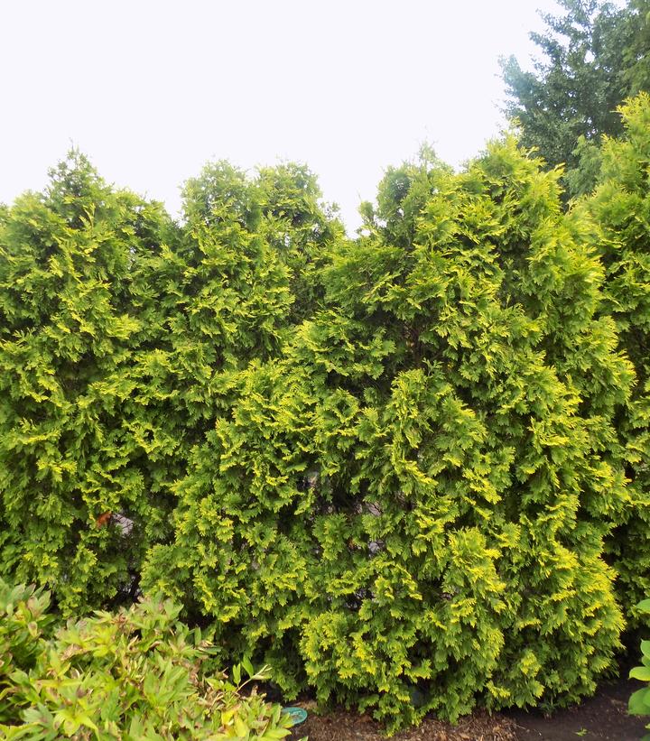 Thuja occidentalis Yellow Ribbon