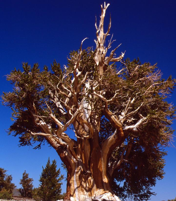 Pinus aristata var. longaeva 