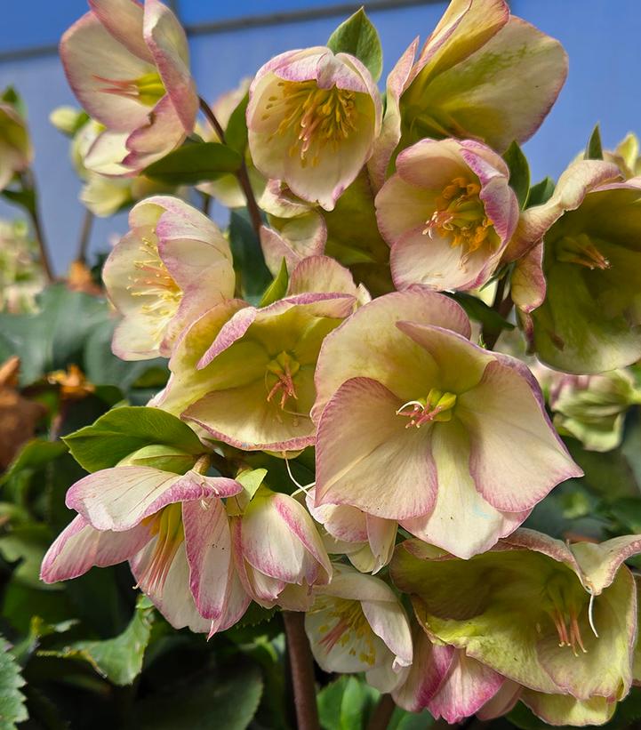 Helleborus x glandorfensis HGC® Ice N' Roses® Picotee