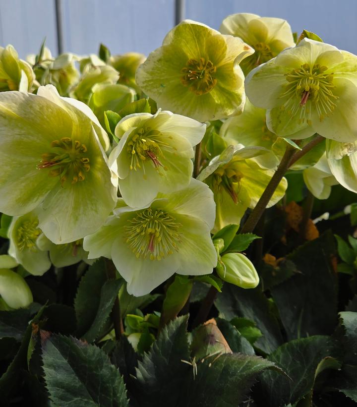 Helleborus x glandorfensis HGC® Ice N' Roses® White