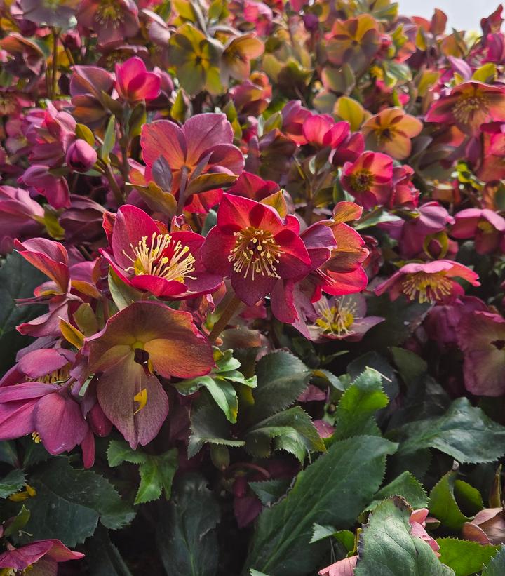 Helleborus x glandorfensis HGC® Ice N' Roses® Red