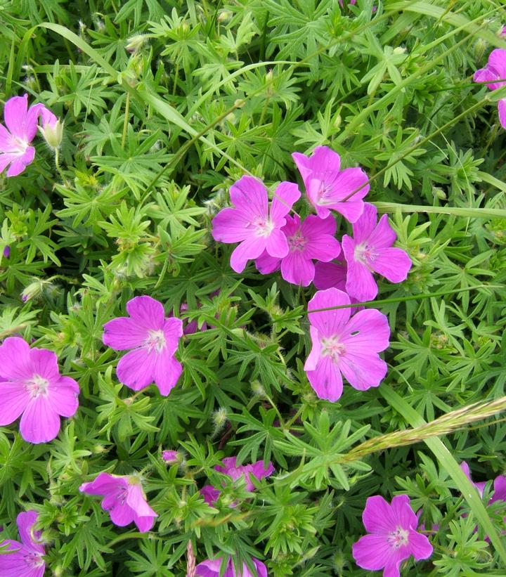 Geranium sanguineum 