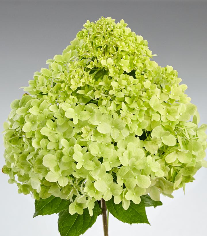 Hydrangea paniculata Pandora