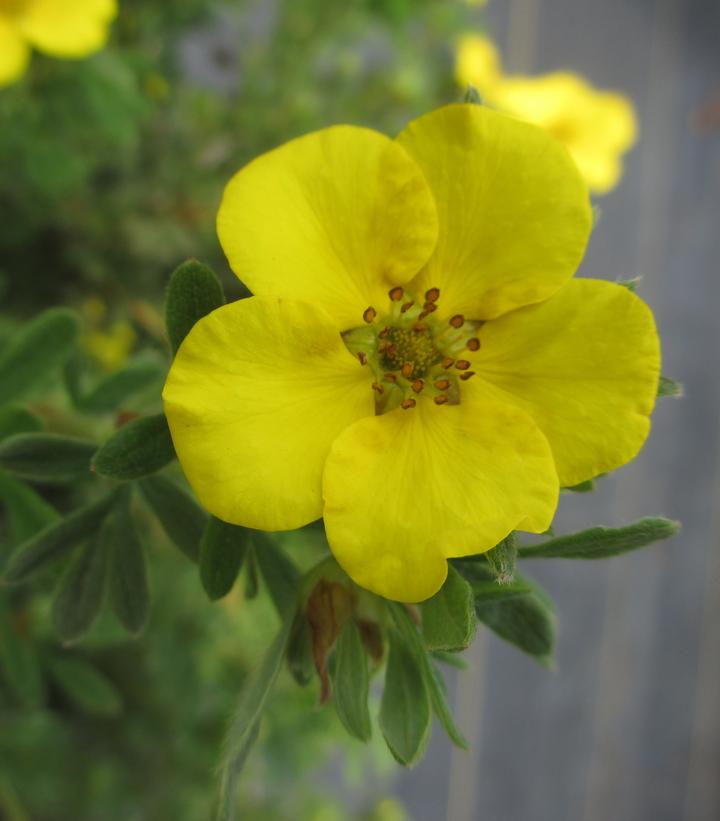 Potentilla fruticosa Cheesehead