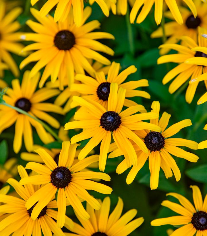 Rudbeckia Treasure Trove