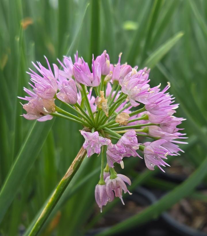 Allium x Cobalt Millenium