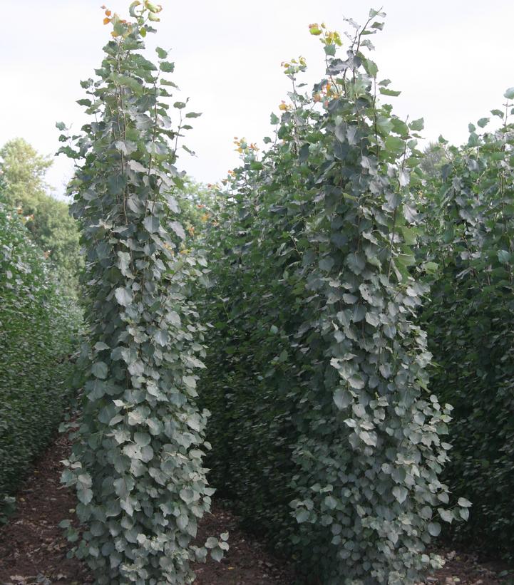 Populus tremula 'Erecta'