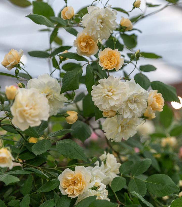 Rosa Malvern Hills®