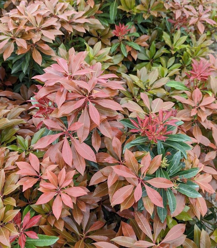 Pieris jap. 'Mountain Fire'