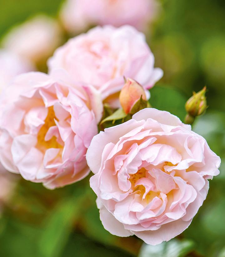 Rosa Lady of the Lake®