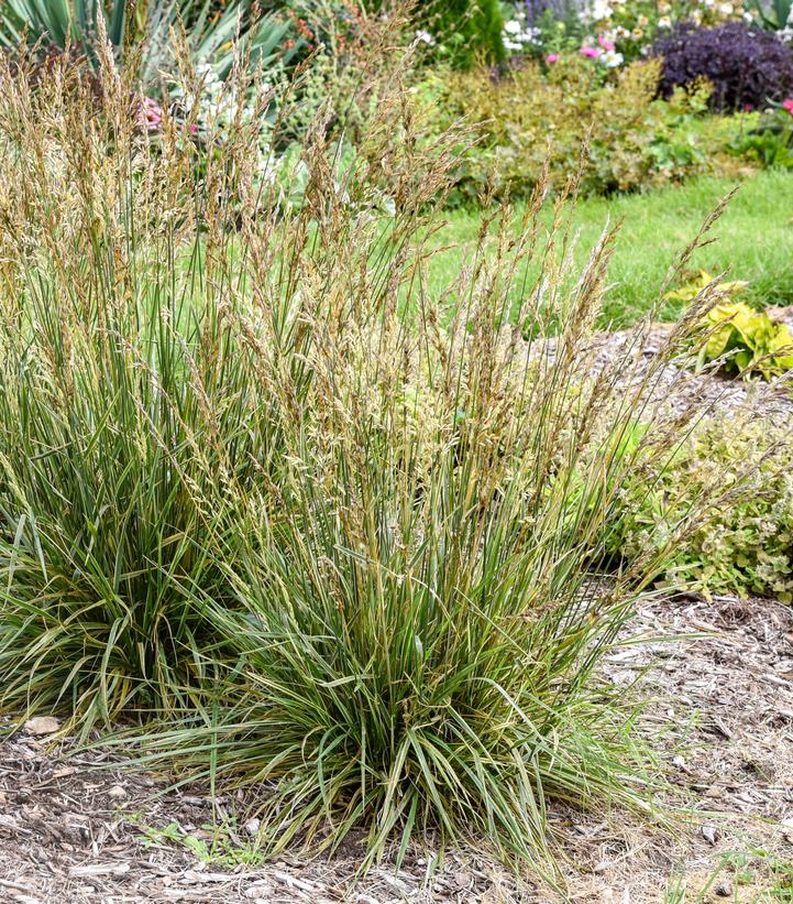 Festuca arundinacea Perfect Edging
