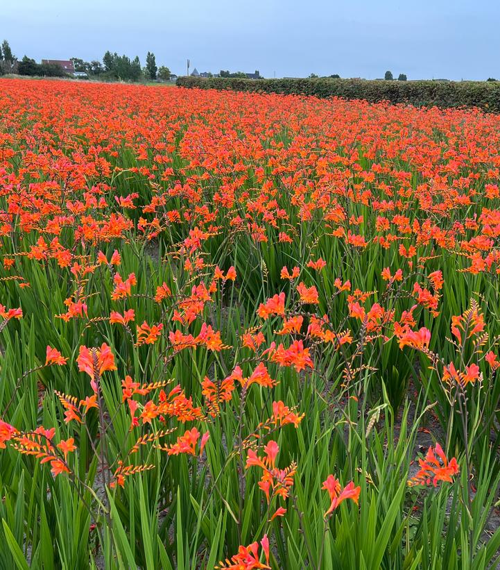 Crocosmia 'Peach Melba'