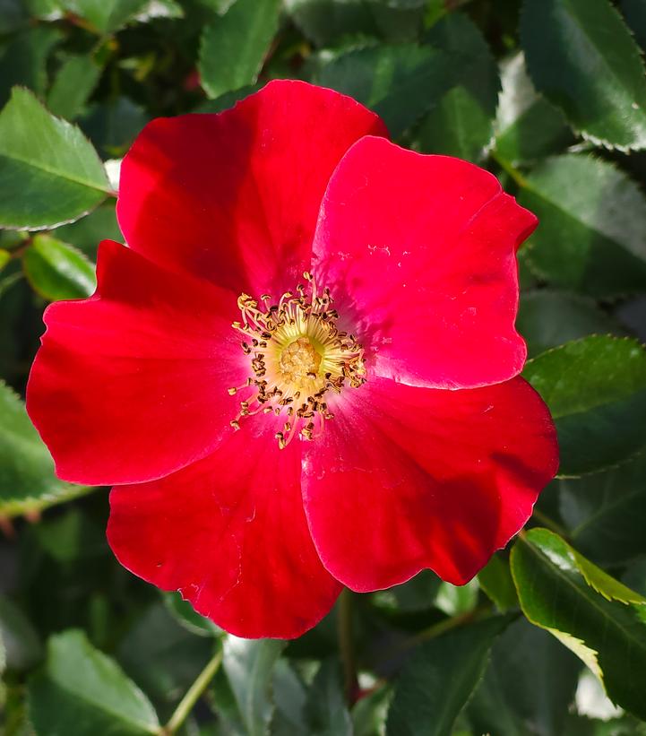 Rosa Scarlet Drift®