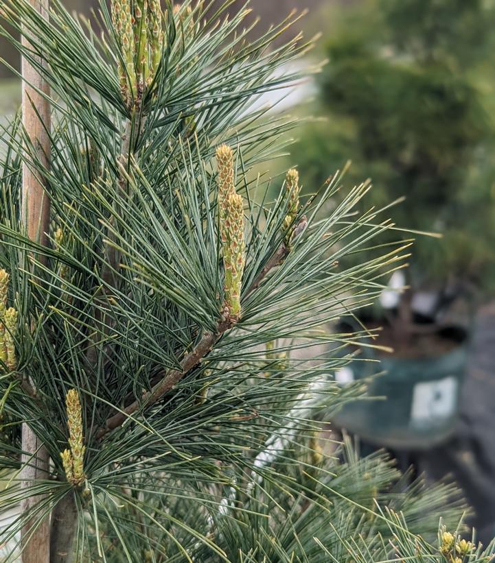 Pinus strobus 