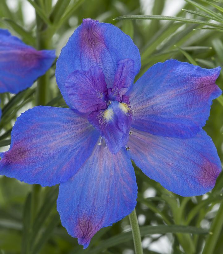 Delphinium grandiflorum Hunky Dory™ Blue