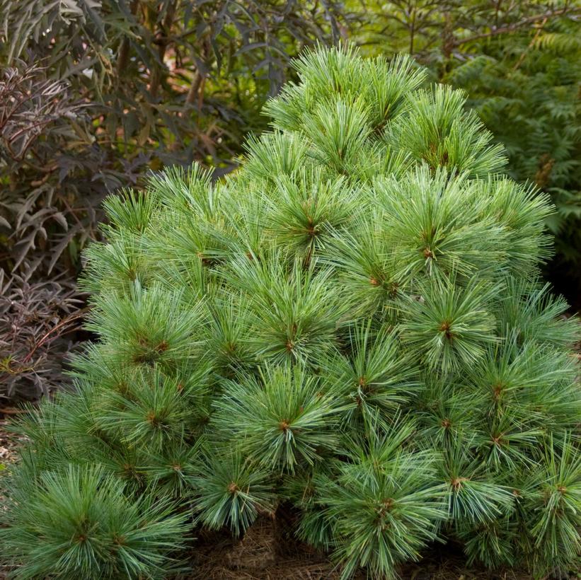 Pinus strobus 'Blue Shag'