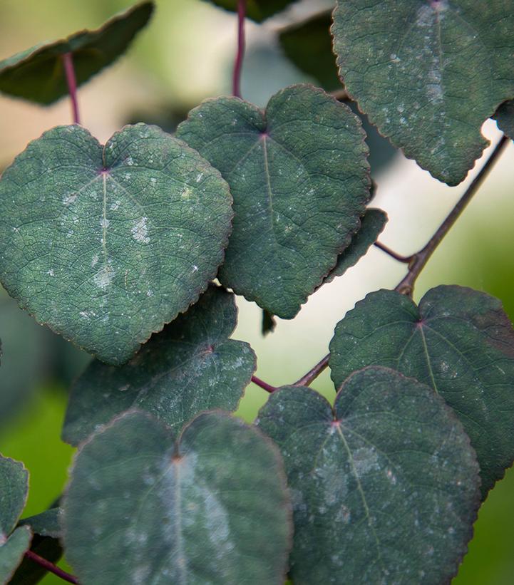 Cercidiphyllum japonicum Red Fox