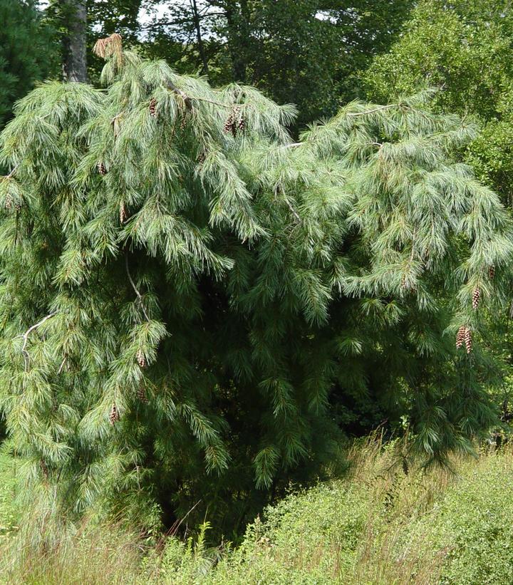 Pinus strobus 'Pendula'