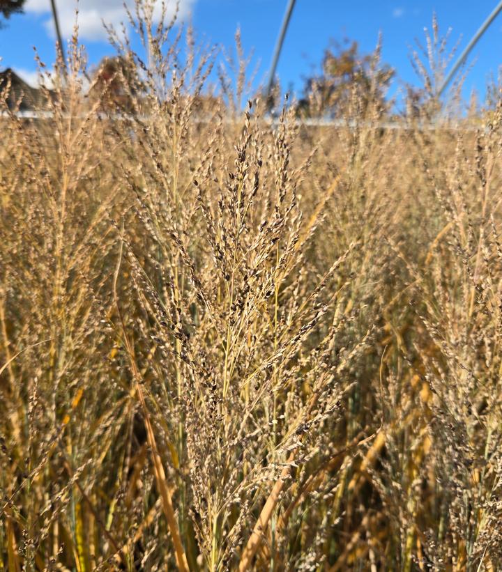 Panicum virgatum 'Smoking Gun'
