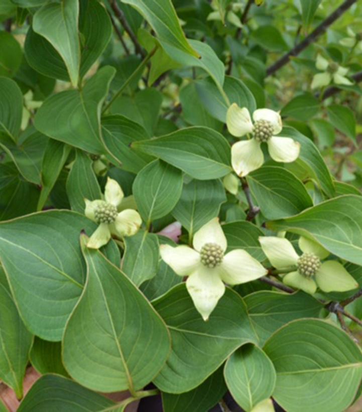 Cornus kousa chinensis Blue Ray™