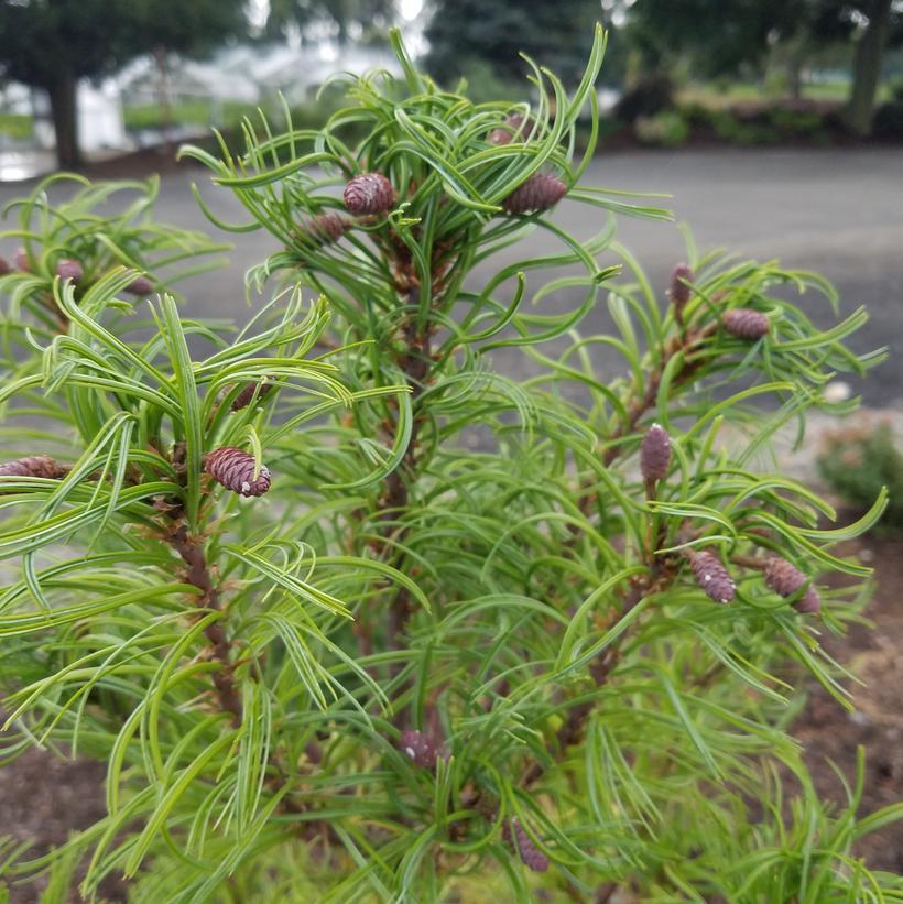 Pinus strobus Torulosa