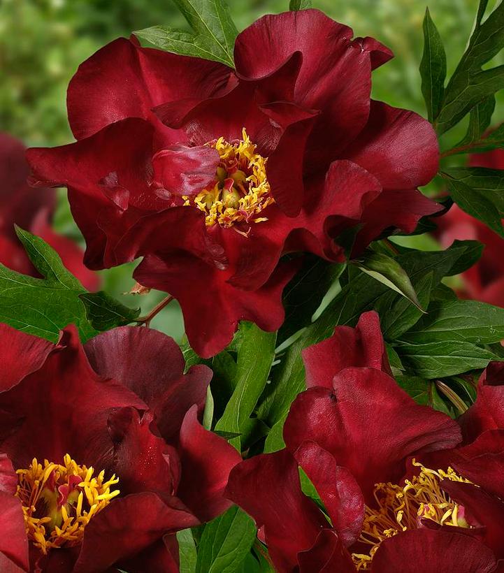 Paeonia x ITOH 'Scarlet Heaven'