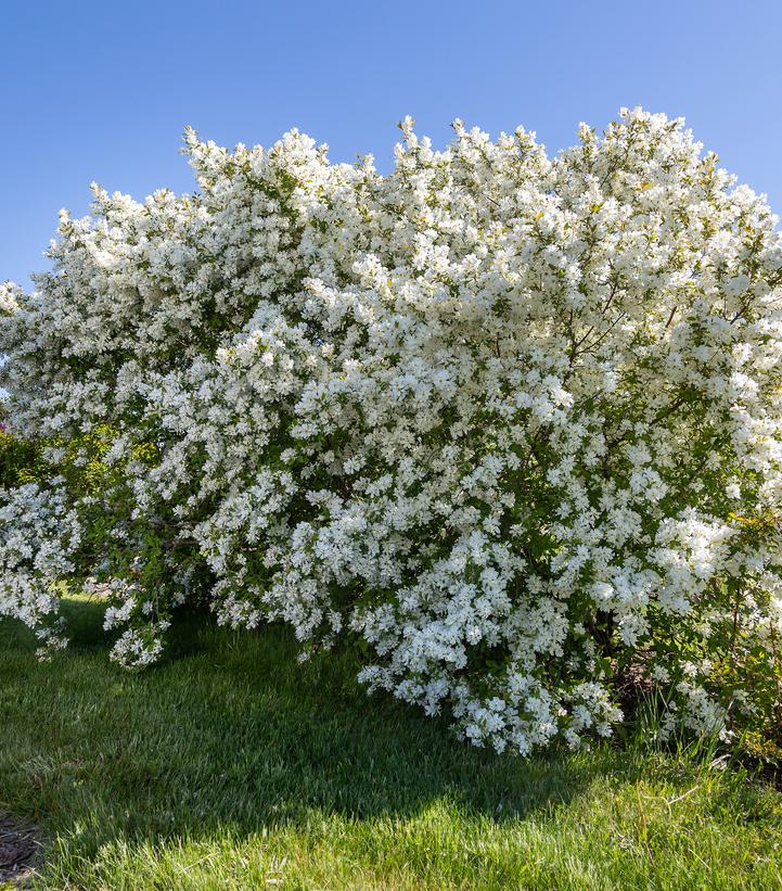 Exochorda x macrantha Lotus Moon™
