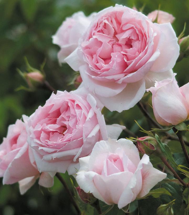 Rosa The Wedgewood Rose